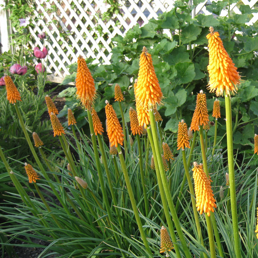 Kniphofia triangularis